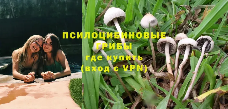 Галлюциногенные грибы Cubensis  где купить наркоту  Карачев 